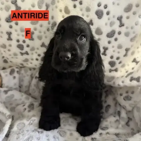 Cocker Anglais Lof