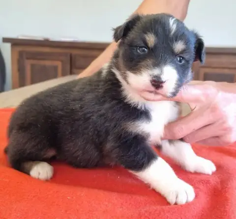 Berger Australien  Chiot N°4 Des Hirondelles Du Voyag 8d815 photo 2