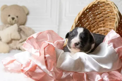 Berger Australien  Chiot N°10 Des Légendes De Maika 3295a