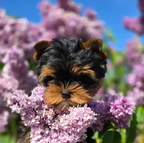 Yorkshire Terrier  Bayan Blue Diamond Doll'S photo 2