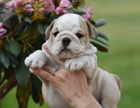 Bulldog Anglais  Bossanova Di Vendra Nera photo 3