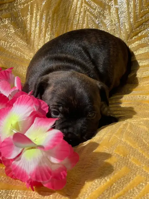 Staffordshire Bull Terrier  Femelle 2 Des Terres De L f6b5f