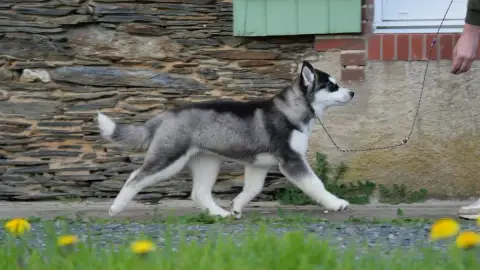 Siberian Husky  Adès Du Royaume De L'Etoile Bleue photo 3