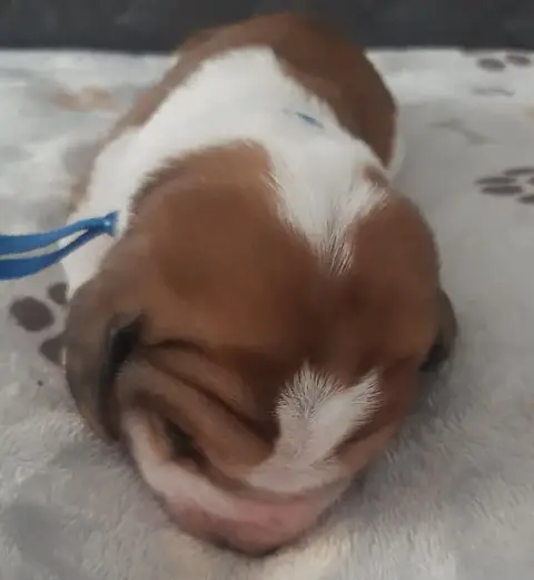 Basset Hound  Collier Bleu Du Domaine Du Bois Dore photo 3