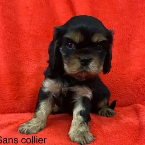 Mâle Cavalier King Charles