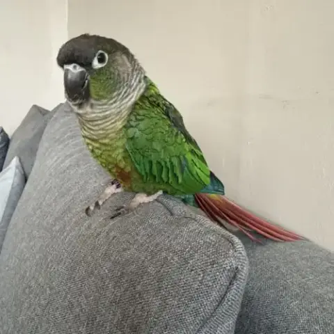Conure Femelle 5 Ans
