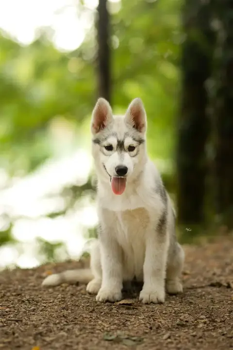 Adopter Siberian Husky 
                        Horten De Day d9a8e