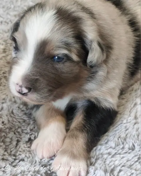 Berger Australien  Chiot 6 De La Cité Des Animaux