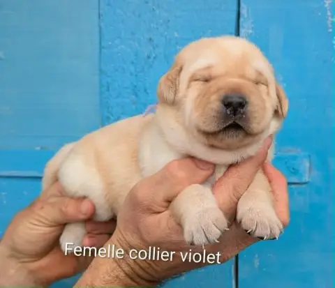 Labrador Retriever  Femelle Collier Violet Du Domaine c9eb6