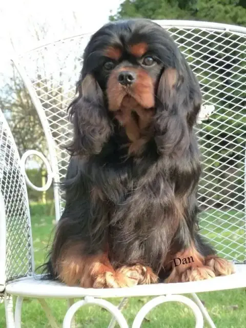 Cavalier King Charles Spaniel  Chiot N°1 Vom Der Rite 35bf9 photo 2