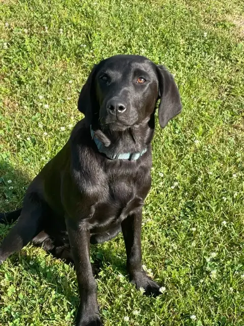 Labrador Retriever  Arun Monkslea