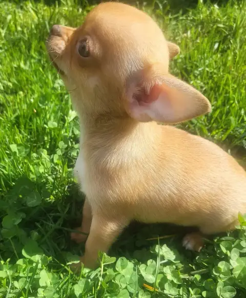 Chihuahua  Chiot N°1 Du Chêne Brisé