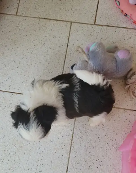Shih Tzu  Boy 3 De La Vallée Aux Mille Fleurs photo 2