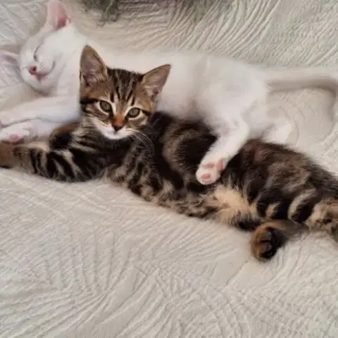 2 Chatons Males Blancs Et Femelle Tigrée 2,5 Mois