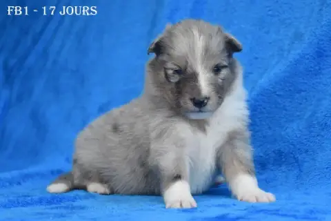 Shetland Sheepdog  Fb1 - photo 2