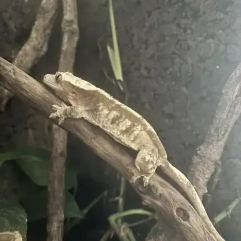 Femelle Gecko À Crête