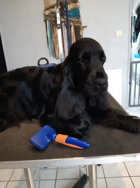 Cocker Spaniel Anglais  Male Chocolat Du Domaine De L 778ab