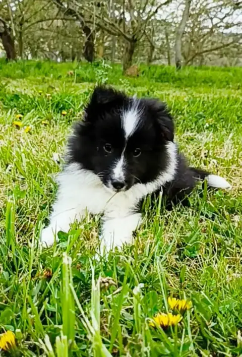 Shetland Sheepdog  Balou Des Jardins De Becky photo 3