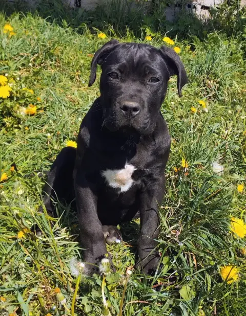 Cane Corso  Collier Doré De La Tribu Amazone