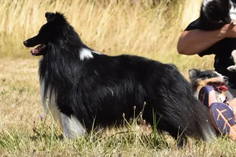 Shetland Sheepdog  Chiot N°4 Du Mourre De Gache photo 2