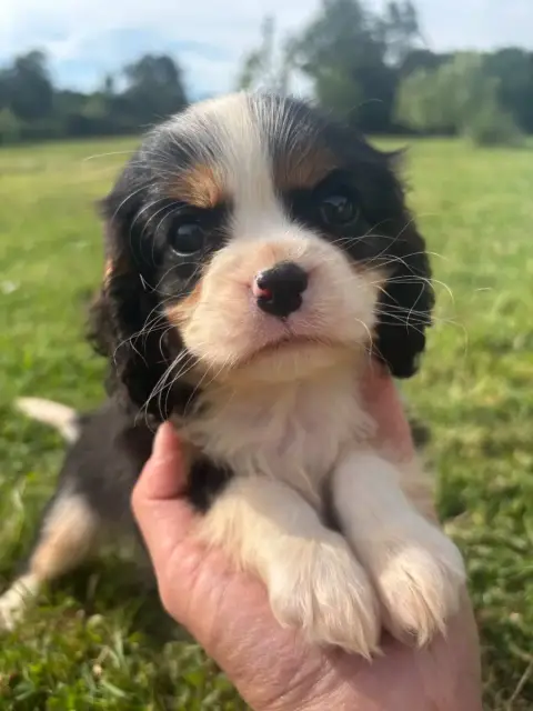 Cavalier King Charles Spaniel  B.....