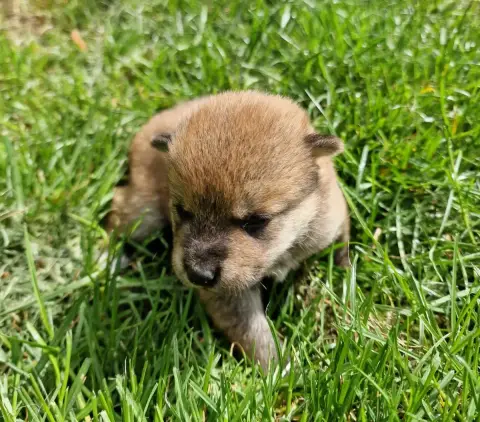 Shiba photo 3