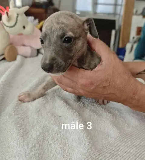 Whippet  Bluebell De Montrenaud