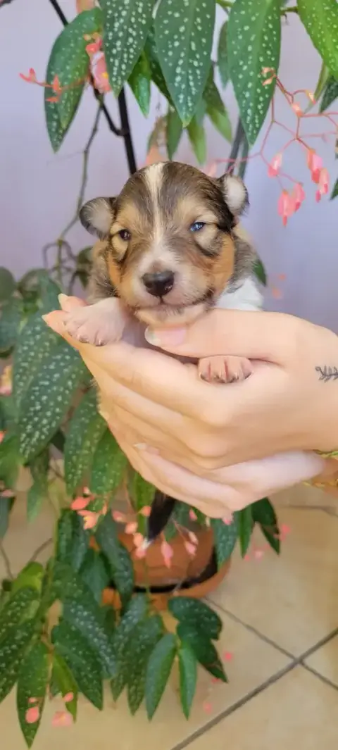 Shetland Sheepdog  B..... Des Molosses De Timoulys