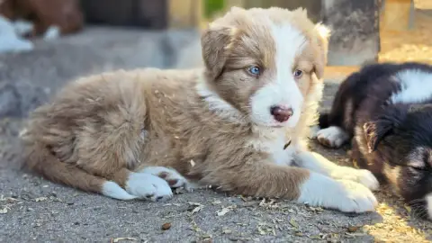 Border Collie  Femelle Rouge Merle Atypique Des Lacs  42fb3