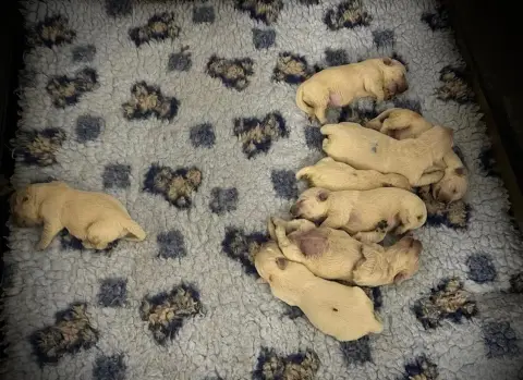 Golden Retriever  Chiot N°1 De La Douce Source