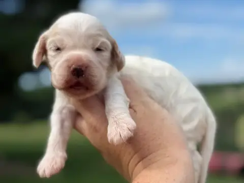 Cocker Spaniel Anglais  Chiot N°6 Du Clos De La Majes 5a9ea
