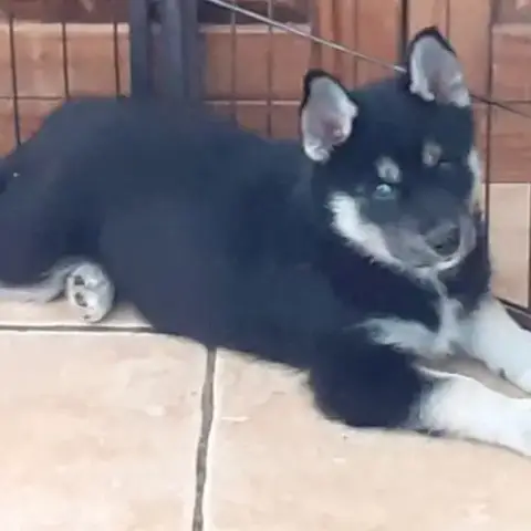 Husky Femelle Lof Sevree