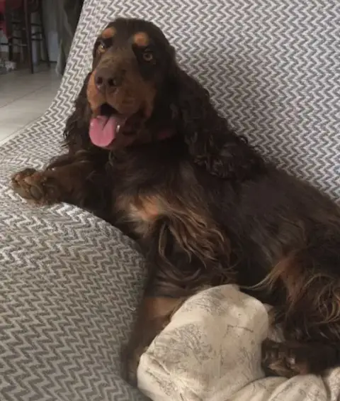 Cocker Spaniel Anglais  Chiot Tricolore Du Mas Destin ee55f photo 3