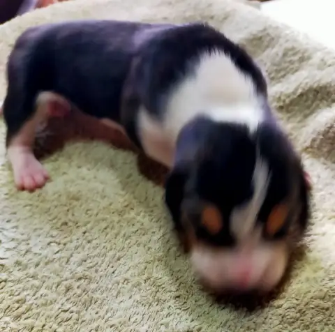 Basset Artesien Normand  Chiot N°3 Des Terres Du Doux 7957e