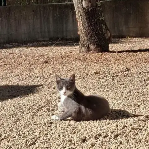 Babouche Et Babette À L Adoption