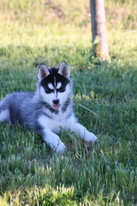 Siberian Husky  Chiot N°1 Of Wolf Siberian Song photo 3