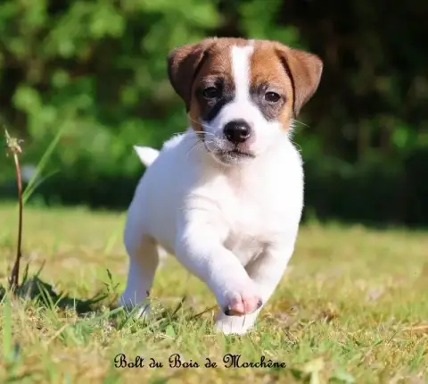 Jack Russell Terrier  Bolt Du Bois De Morchène