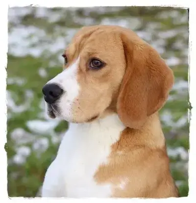 Beagle  Chiot N°2 Du Petit Faubourg