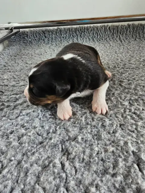 Berger Australien  Chiot 1 Of Luna'S Farm photo 3