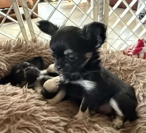 Chihuahua  Biguine Avec Toi Des Matriochekas Mexicain a9e37