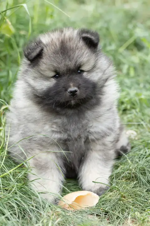 Spitz Allemand  A Choisir Par La Famille Avant Vaccin 3d4ad