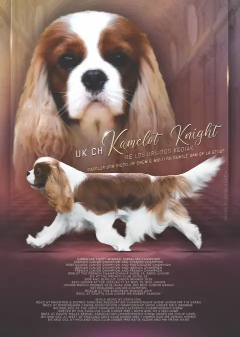 Cavalier King Charles Spaniel  B De Toucy Blue photo 3