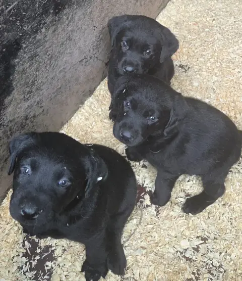Labrador Retriever  M1 Du Perrier De Largeron