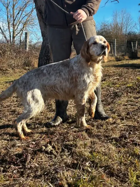 Setter Anglais  Chiot N°1 De La Terrible Menée photo 2