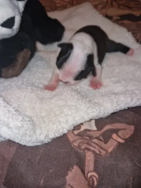 Boston Terrier  Barry La Patouille Des Forges photo 2