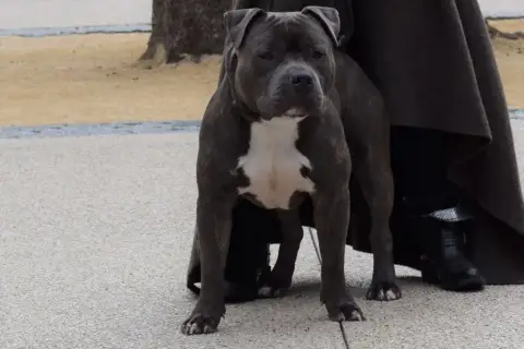 American Staffordshire Terrier  Baguera Des Lys De So 1483b