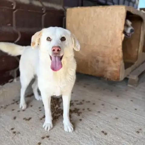 Alba La Labrador