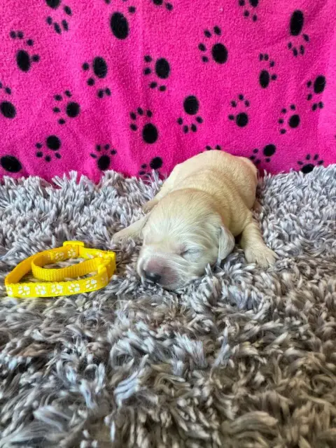 Golden Retriever  Collier Jaune Des Gardiennes De La  465fa