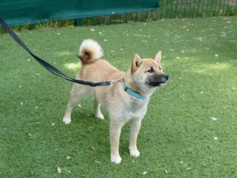 Shiba  Chiot photo 2