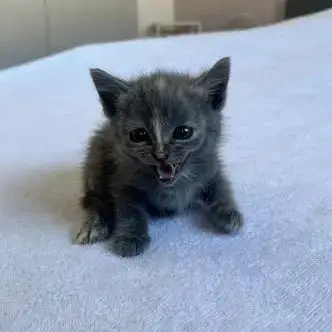 Chat Douat À La Réservation